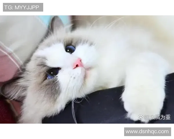 足球明星与他们的猫咪们的可爱生活大盘点 足球明星与他们的猫咪们的可爱生活大盘点